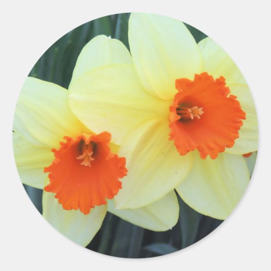 Gele en Oranje narcissen Ronde Sticker (Voorkant)
