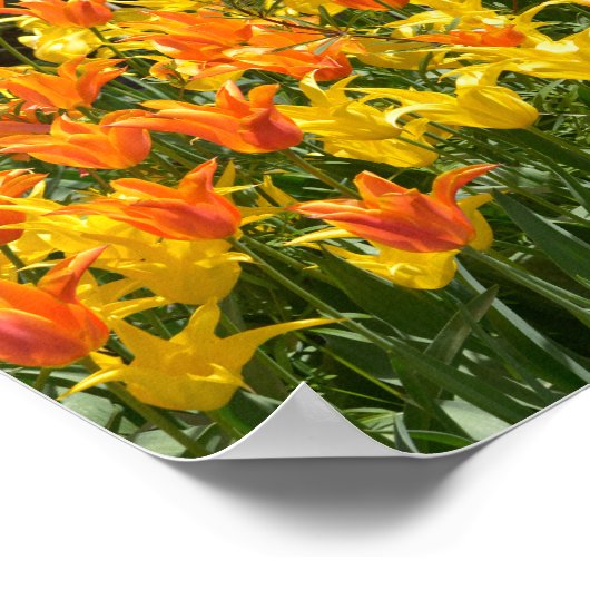 Gele en oranje tulpbedden folie poster (Hoek)