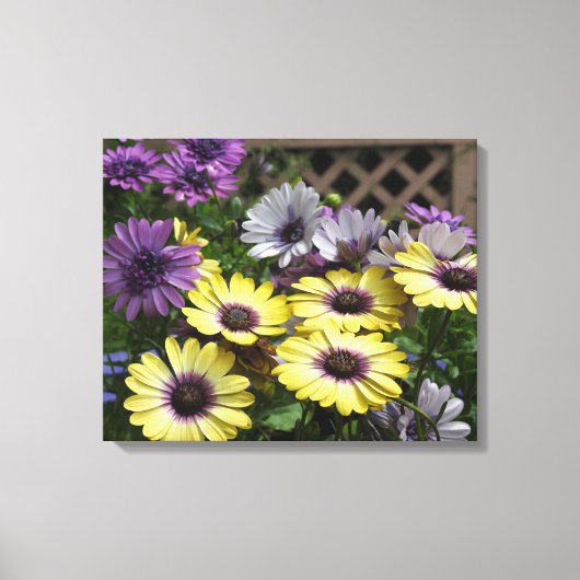 Gele en Paarse Afrikaanse Daisies Canvas Afdruk (Voorkant)