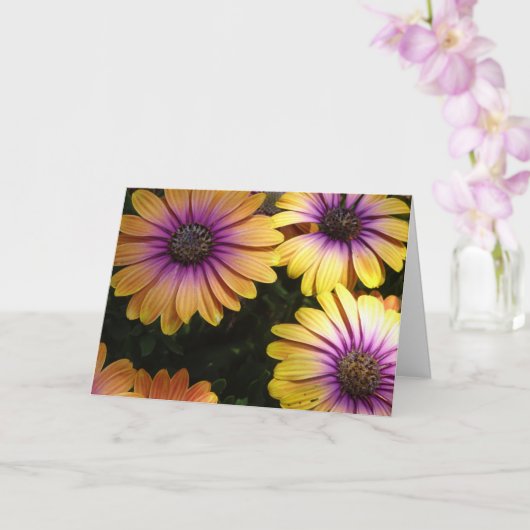 Gele en Paarse Afrikaanse Daisies Kaart (Orchidee)