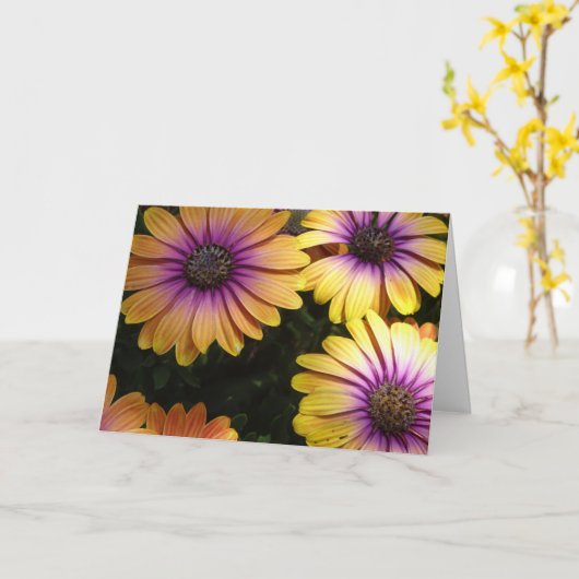 Gele en Paarse Afrikaanse Daisies Kaart (Gele Bloem)
