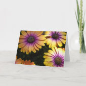 Gele en Paarse Afrikaanse Daisies Kaart (Voorkant)