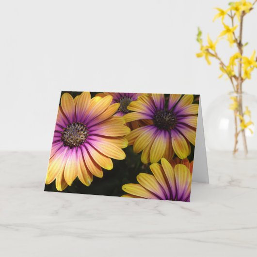 Gele en Paarse Afrikaanse madeliefjes Kaart (Gele Bloem)