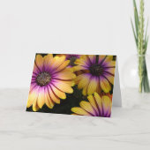 Gele en Paarse Afrikaanse madeliefjes Kaart (Voorkant)