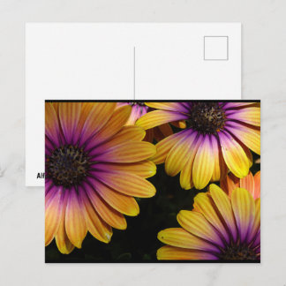 Gele en paarse Afrikaanse margrieten Briefkaart