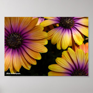 Gele en paarse Afrikaanse margrieten Poster