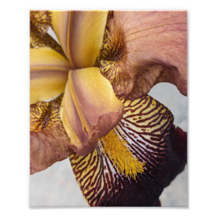 Gele en paarse baardiris bloem foto afdruk