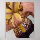 Gele en paarse baardiris bloem poster (Voorkant)
