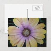 Gele en Paarse Daisy Flower Briefkaart (Voorkant / Achterkant)