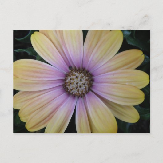 Gele en Paarse Daisy Flower Briefkaart (Voorkant)
