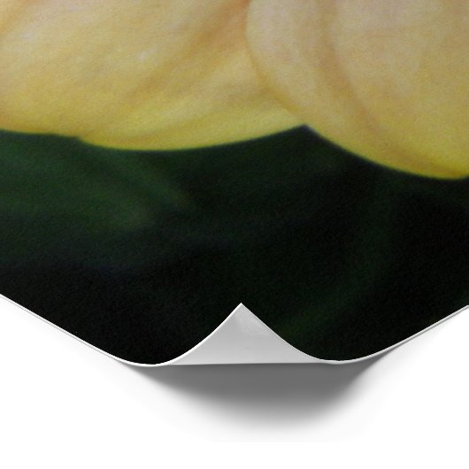 Gele en Paarse Daisy Flower Poster (Hoek)