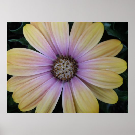 Gele en Paarse Daisy Flower Poster (Voorkant)