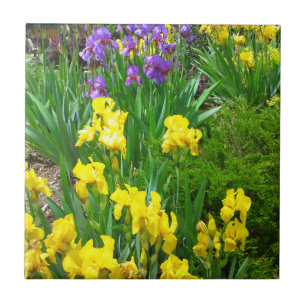 Gele en Paarse Iris Flower Patch Tegel Tegeltje