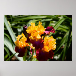 Gele en Paarse iris Poster