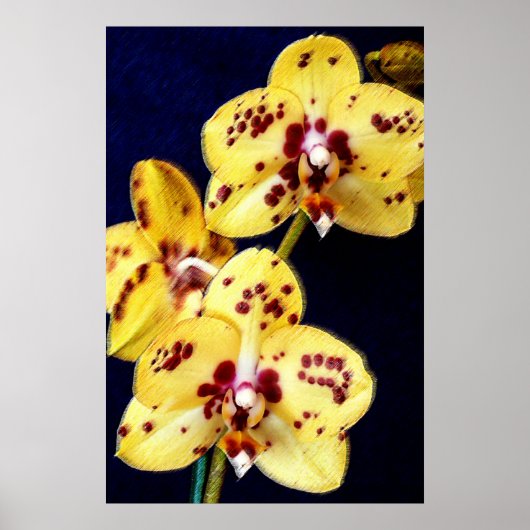 Gele en Paarse orchideeën Poster (Voorkant)