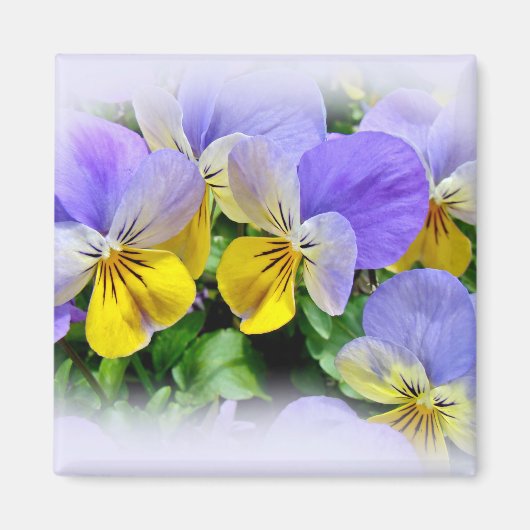 Gele en Paarse Pansies Magneet (Voorkant)