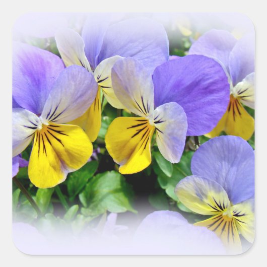 Gele en Paarse Pansies Vierkante Sticker (Voorkant)