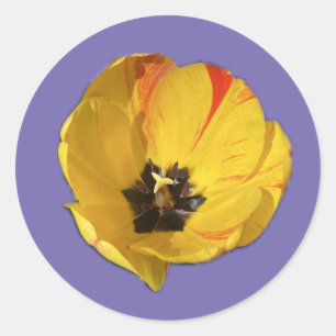 Gele en rode open tulp sticker