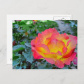 gele en rode roos briefkaart (Voorkant / Achterkant)