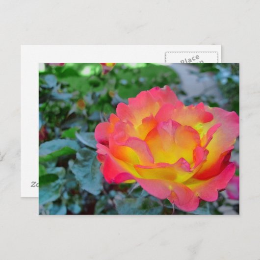 gele en rode roos briefkaart (Voorkant / Achterkant)