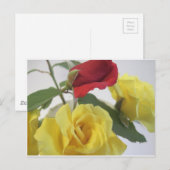 Gele en rode rozen briefkaart (Voorkant / Achterkant)