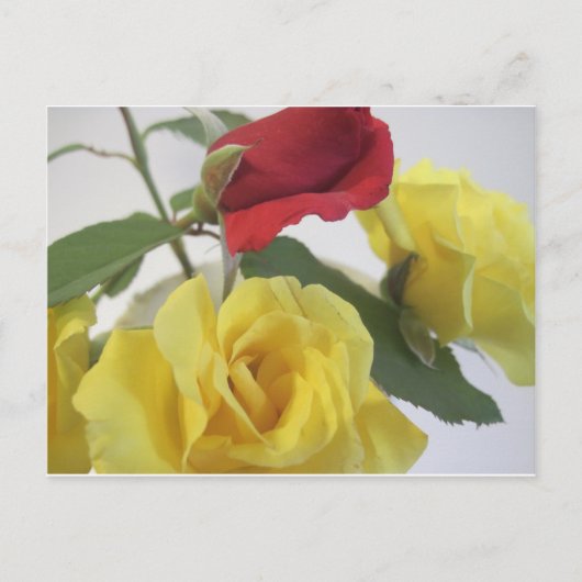 Gele en rode rozen briefkaart (Voorkant)