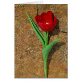 gele en rode tulp (Voorkant)