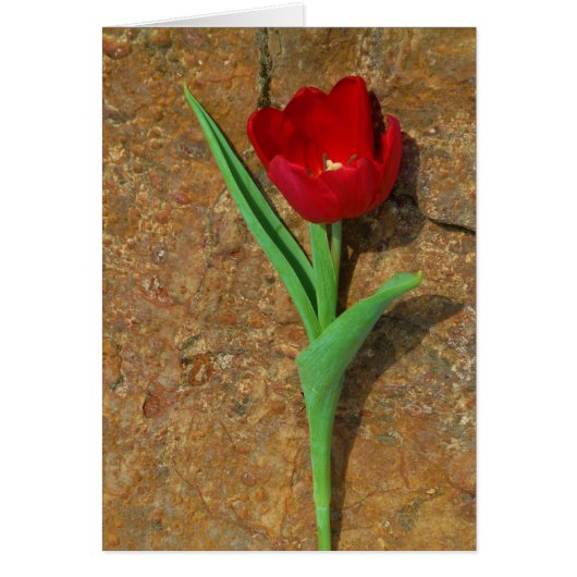 gele en rode tulp (Voorkant)