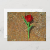 gele en rode tulp briefkaart (Voorkant / Achterkant)