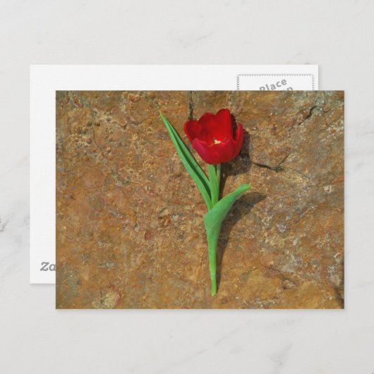 gele en rode tulp briefkaart (Voorkant / Achterkant)