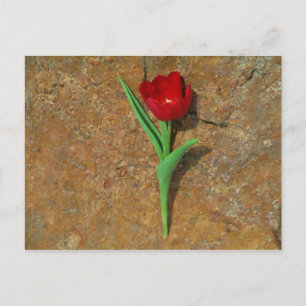gele en rode tulp briefkaart