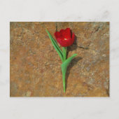 gele en rode tulp briefkaart (Voorkant)