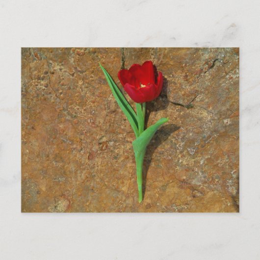 gele en rode tulp briefkaart (Voorkant)