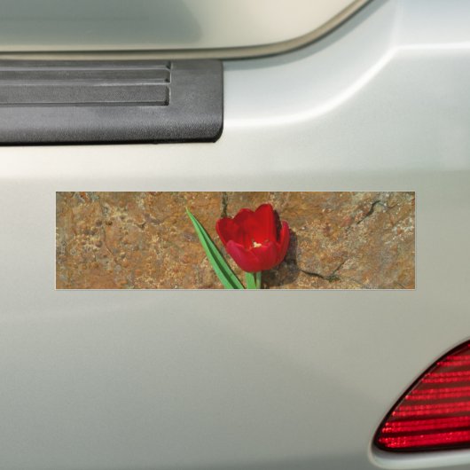 gele en rode tulp bumpersticker (Op auto)