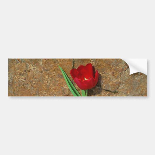 gele en rode tulp bumpersticker (Voorkant)