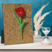 gele en rode tulp fotoplaat (Zijkant)