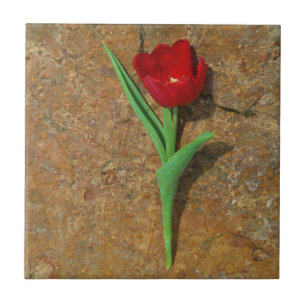 gele en rode tulp tegeltje