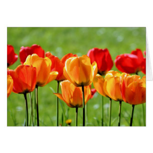 Gele En Rode Tulpen