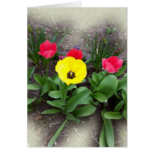 gele en rode tulpen (Voorkant)