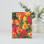 Gele en rode tulpen briefkaart (Staand voorkant)