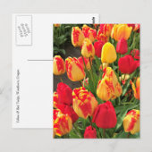 Gele en rode tulpen briefkaart (Voorkant / Achterkant)