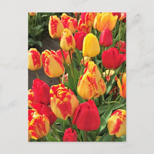 Gele en rode tulpen briefkaart (Voorkant)