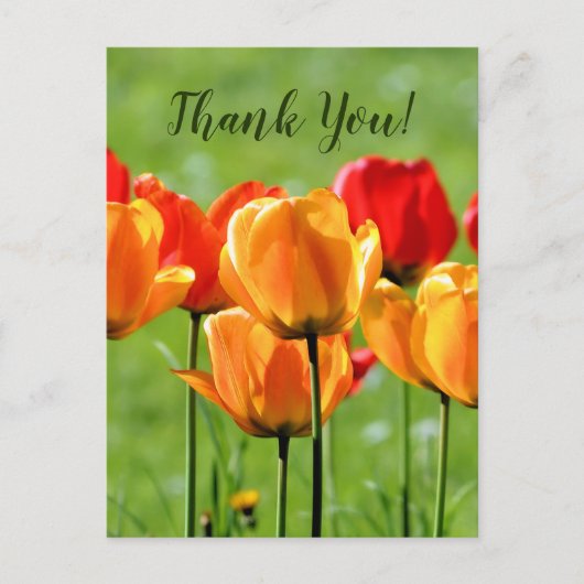 Gele en rode tulpen briefkaart (Voorkant)