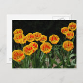 Gele en rode tulpen briefkaart (Voorkant / Achterkant)
