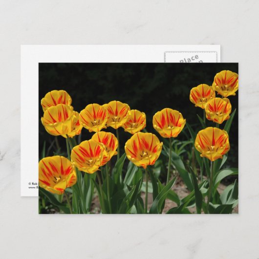 Gele en rode tulpen briefkaart (Voorkant / Achterkant)