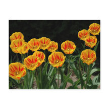 Gele en rode tulpen