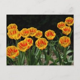 Gele en rode tulpen briefkaart