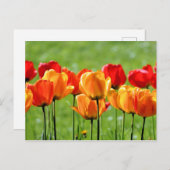 Gele en rode tulpen briefkaart (Voorkant / Achterkant)