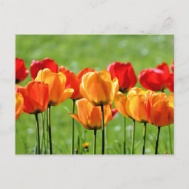 Gele en rode tulpen briefkaart