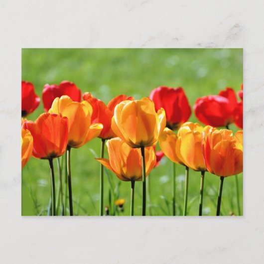 Gele en rode tulpen briefkaart (Voorkant)